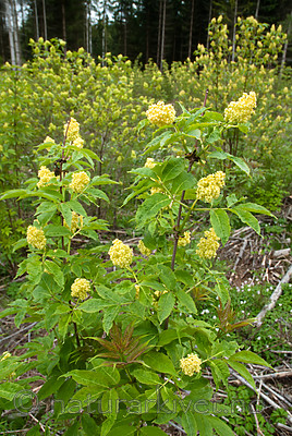 BB 07 0181 / Sambucus racemosa / Rødhyll